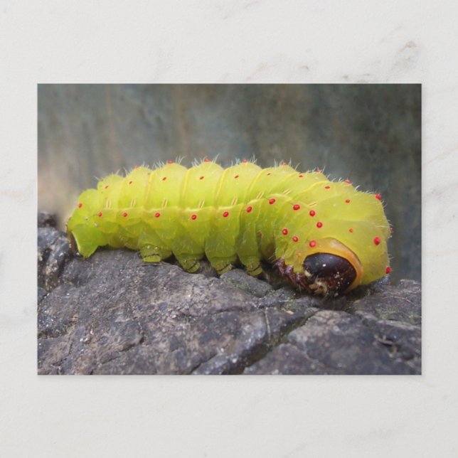 Postal Luna Caterpillar (Anverso)