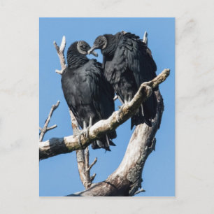 Postal Luna de miel de Vulnerabilidad