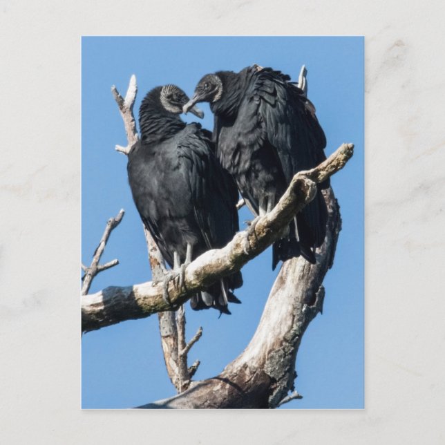 Postal Luna de miel de Vulnerabilidad (Anverso)