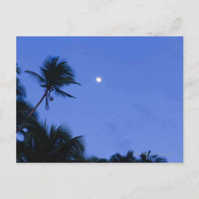 Postal Luna luminosa, silueta de cocoteros (Anverso)