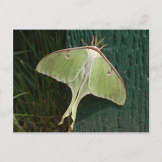Postal Luna Moth.