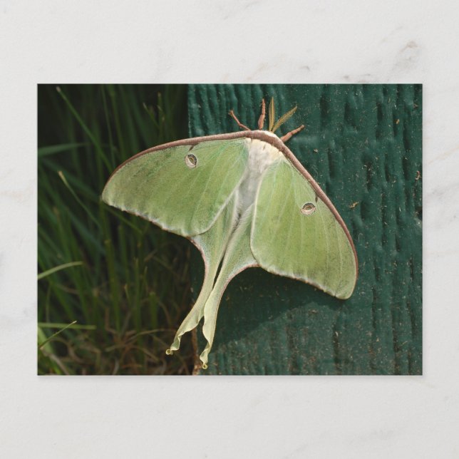 Postal Luna Moth. (Anverso)