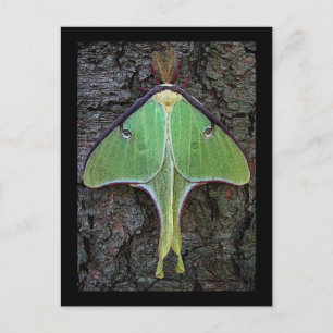 Postal Luna Moth