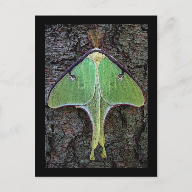 Postal Luna Moth (Anverso)