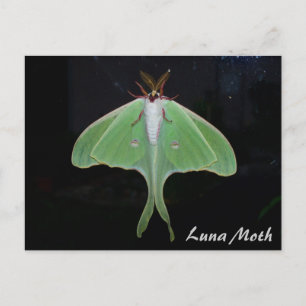Postal Luna Moth