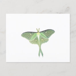 Postal Luna Moth