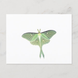 Postal Luna Moth