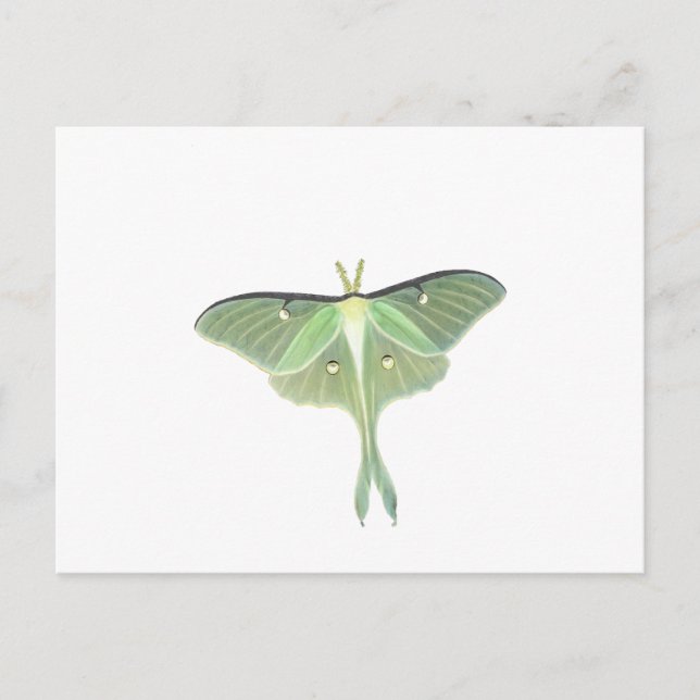 Postal Luna Moth (Anverso)