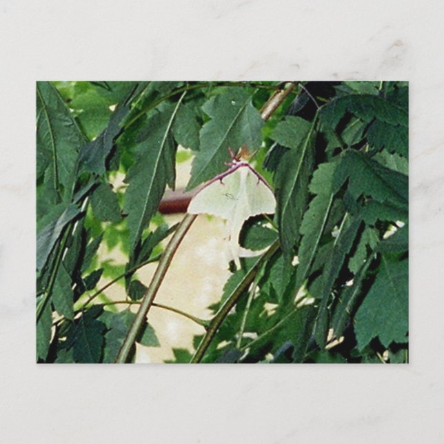Postal Luna Moth (Anverso)