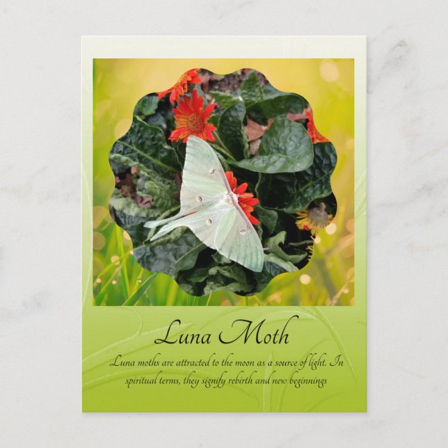 Postal Luna Moth cautivador (Anverso)