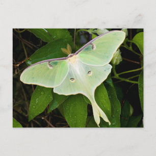 Postal Luna Moth en Carnaby Clematis