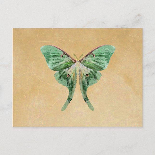 Postal Luna Moth Post Card (Anverso)