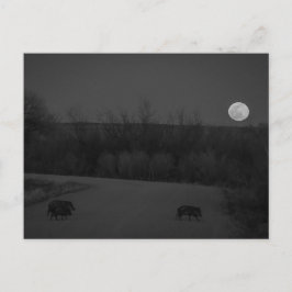 Postal luna salvaje