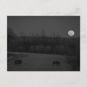 Postal luna salvaje
