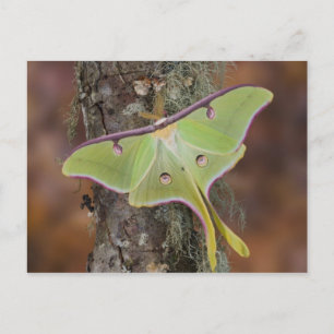 Postal Luna Silk Moth