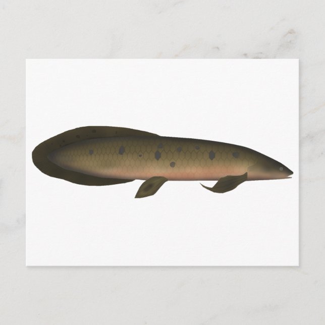 Postal Lungfish australiano (Anverso)