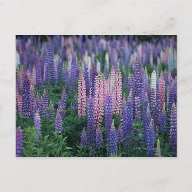 Postal Lupine (Anverso)