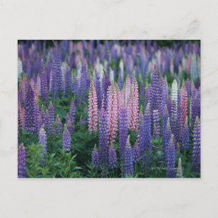 Postal Lupine