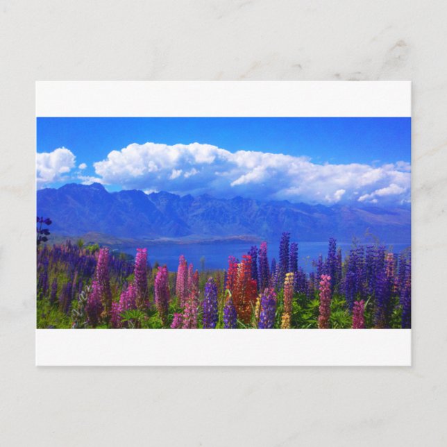 Postal Lupine de Queenstown Nueva Zelanda sobre el lago (Anverso)