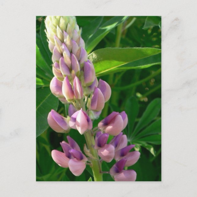 Postal Lupine Pink (Anverso)