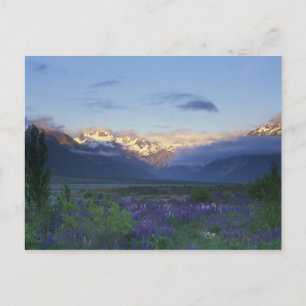 Postal Lupine y la principal división, paso de Arturo, su