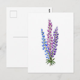 Postal Lupines de Nueva Escocia