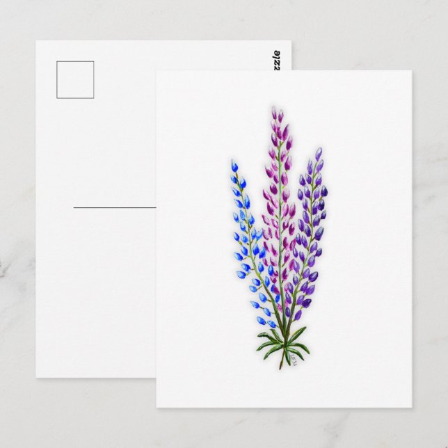 Postal Lupines de Nueva Escocia (Anverso / Reverso)