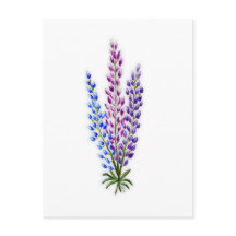 Lupines de Nueva Escocia