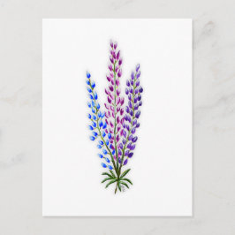 Postal Lupines de Nueva Escocia