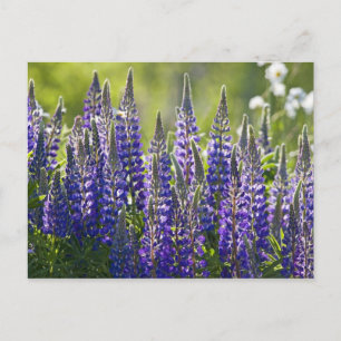 Postal Lupines de primavera coloridos...