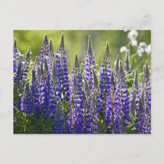 Postal Lupines de primavera coloridos...