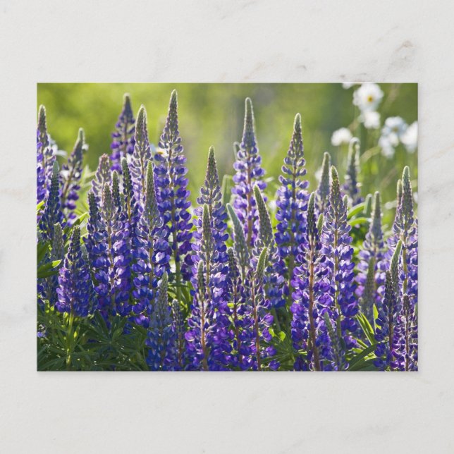 Postal Lupines de primavera coloridos... (Anverso)