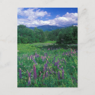 Postal Lupines Mount Lafayette