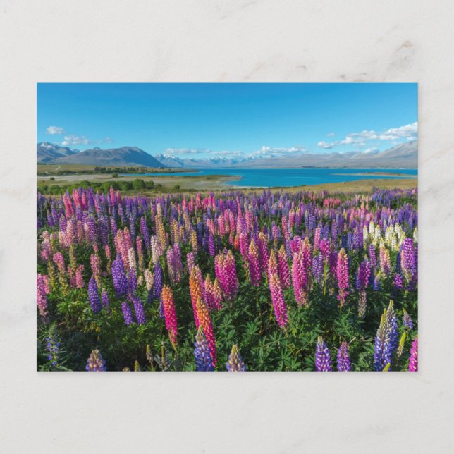 Postal Lupines rusos en el lago Tekapo | Nueva Zelanda (Anverso)