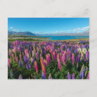 Lupines rusos en el lago Tekapo | Nueva Zelanda