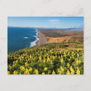 Postal Lupino Amarillo Sobre la Playa Point Reyes En Poin