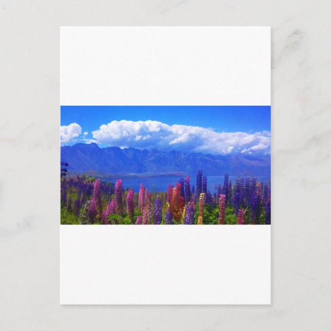 Postal Lupino neozelandés de Queenstown sobre el lago Wak (Anverso)