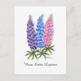 Postal Lupinos de Nueva Escocia