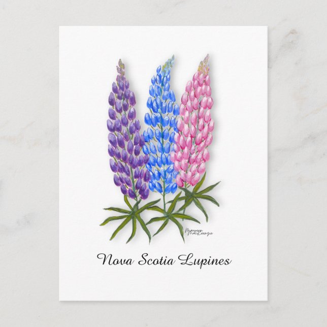 Postal Lupinos de Nueva Escocia (Anverso)