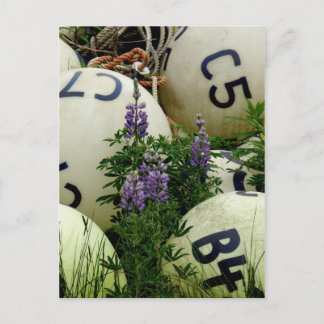 Postal Lupins en las boyas de pesca