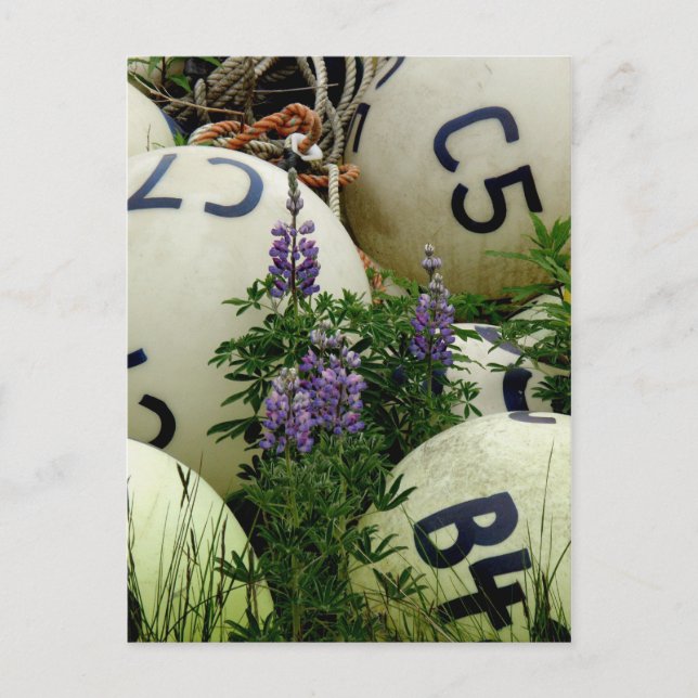 Postal Lupins en las boyas de pesca (Anverso)