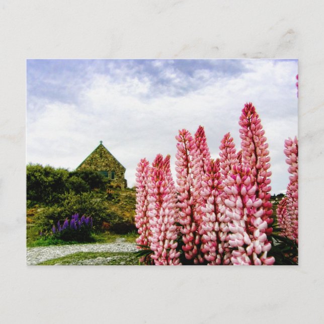 Postal Lupins rosados en el lago Tekapo Nueva Zelanda (Anverso)