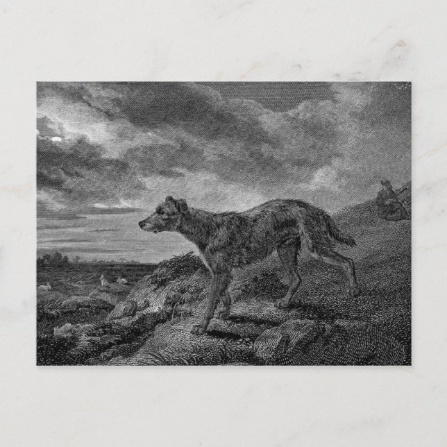 Postal Lurcher Dogs Vintage Drawing (Anverso)
