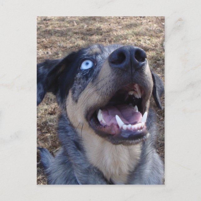Postal Lusiana Catahoula Leopard Dog (Anverso)