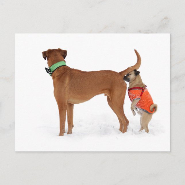 Postal Lustige Kommunikation Geruchssinn Verhalten Hunde (Anverso)