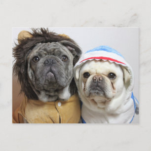 Postal Lustige Mops Yoko und East Karte