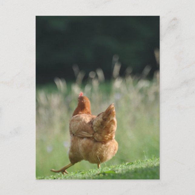 Postal Lustiges Huhn Tiermotive Bauernhof Tiere (Anverso)