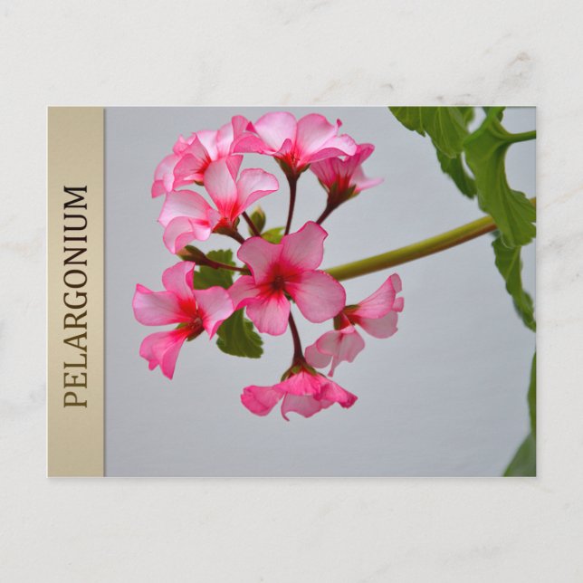Postal Lustra Pelargonium (Anverso)