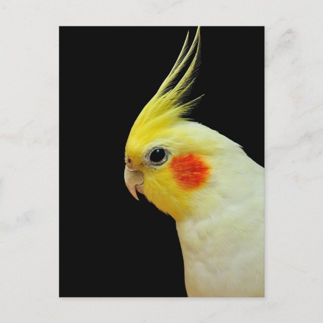 Postal Lutino Cockatiel (Anverso)