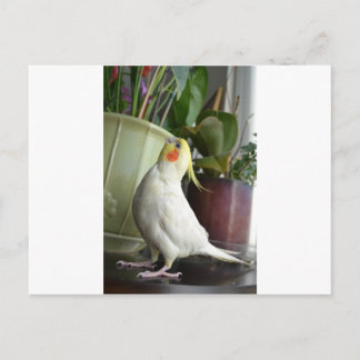 Postal Lutino Cockatiel